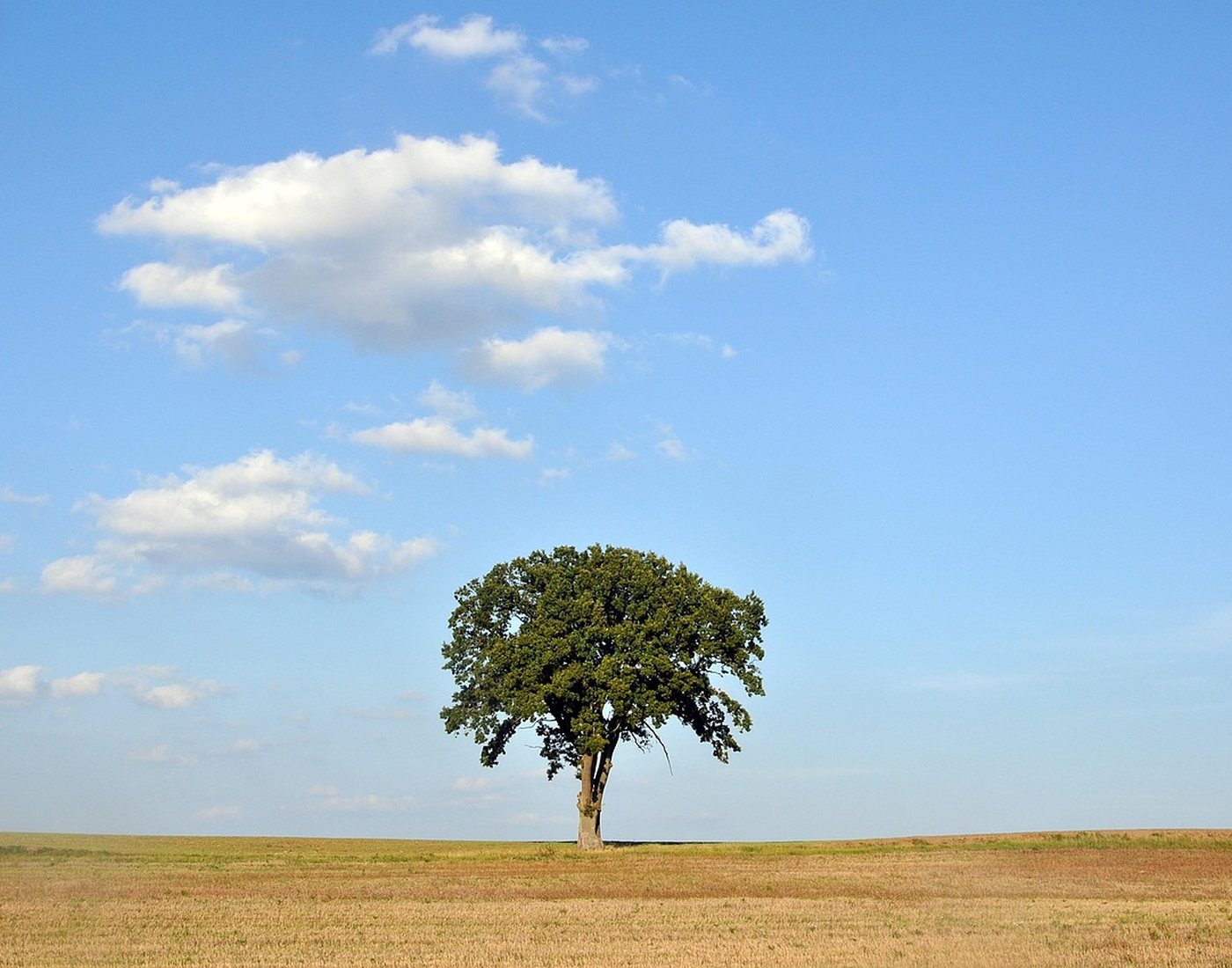 Chêne majestueux au milieu d’une prairie